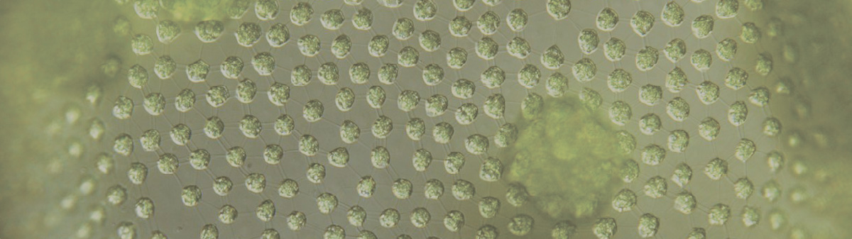 ミクロの世界クラブ